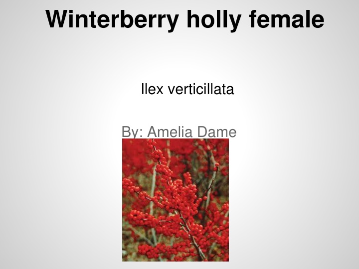 winterberry holly female n.w