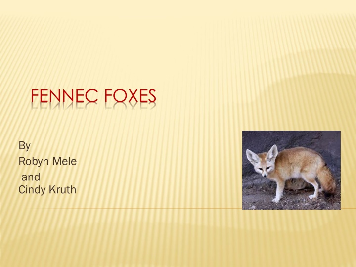 fennec foxes n.w