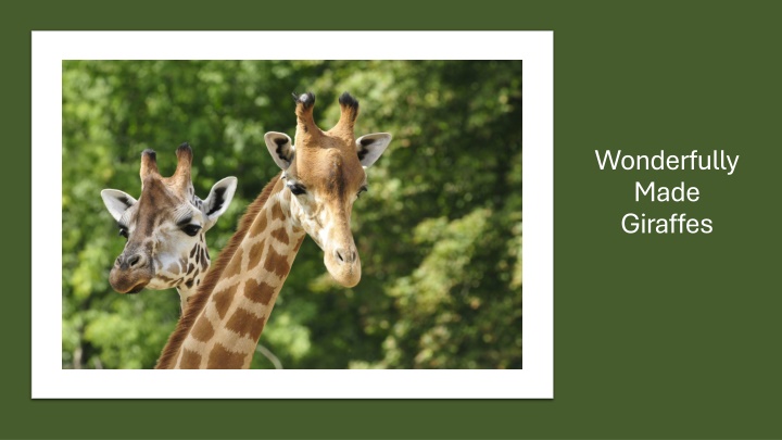 wonderfully made giraffes n.w