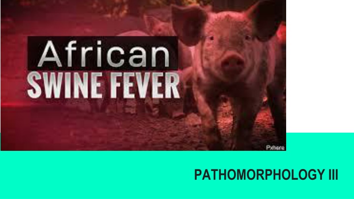 pathomorphology iii n.w