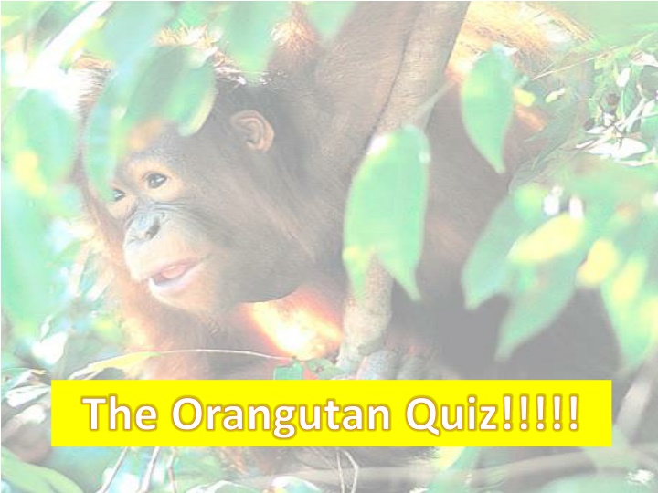 the orangutan quiz n.w