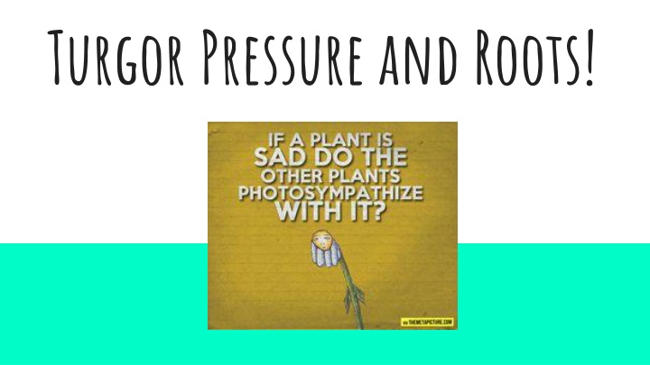 turgor pressure and roots n.w