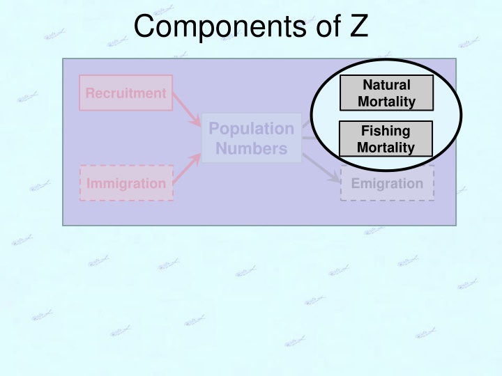 components of z n.w