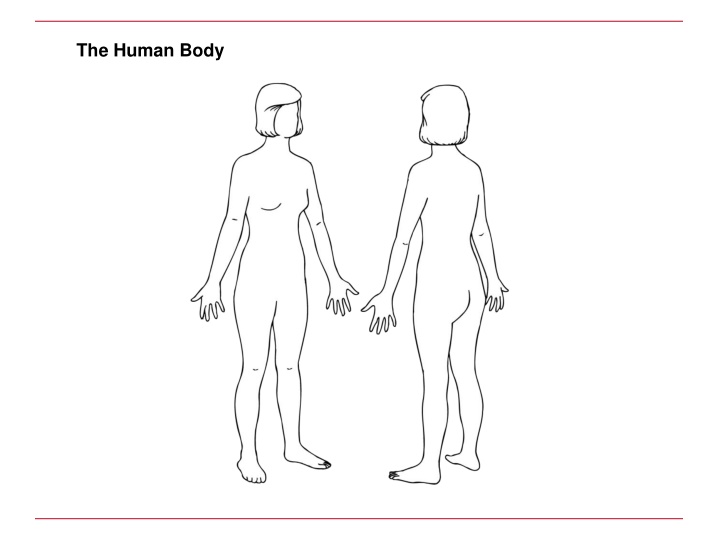 the human body n.w