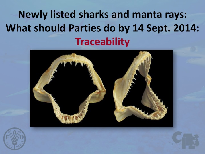 newly listed sharks and manta rays what should n.w