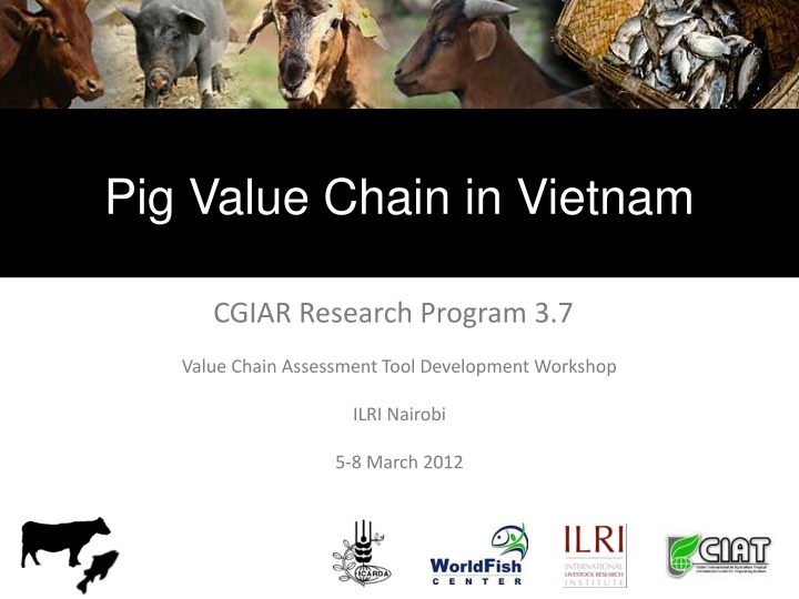 pig value chain in vietnam n.w