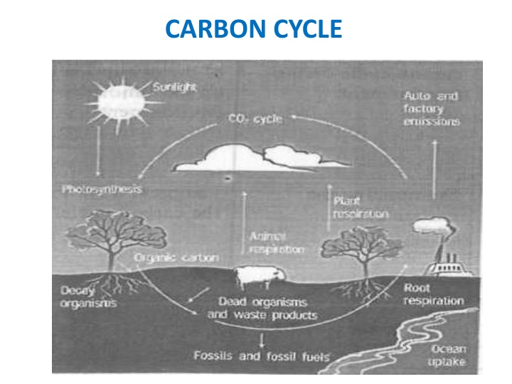 carbon cycle n.w