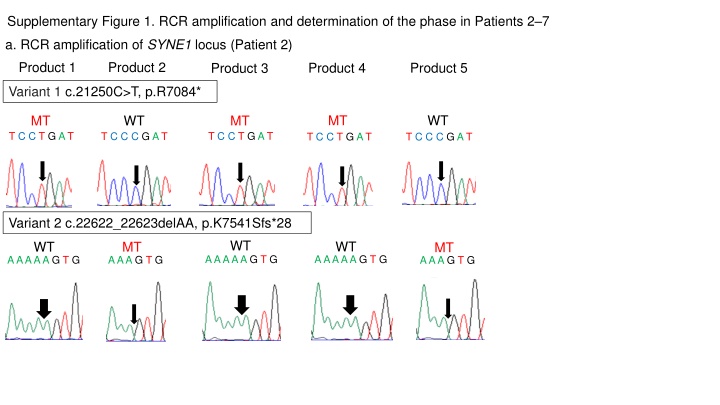 supplementary figure 1 rcr amplification n.w