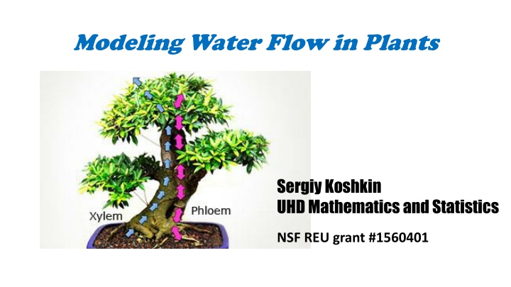 modeling water flow in plants n.w