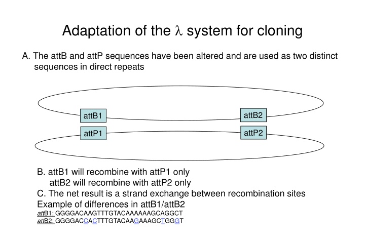 adaptation of the system for cloning n.w