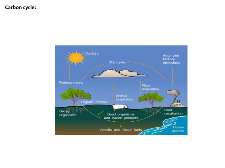 carbon cycle n.w