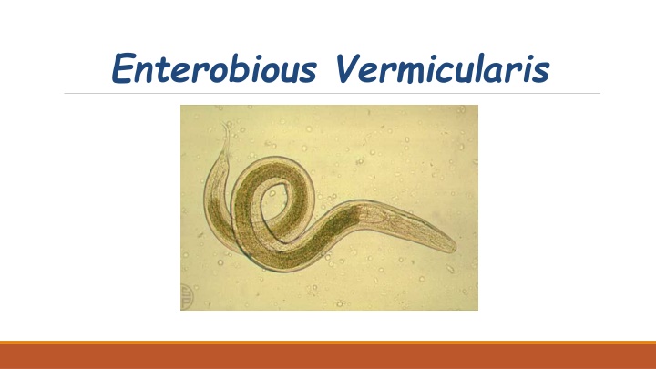 enterobious vermicularis n.w