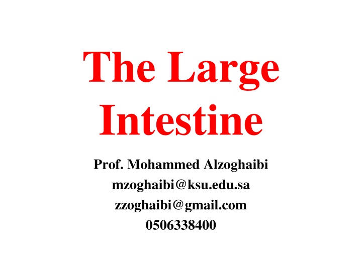 the large intestine n.w