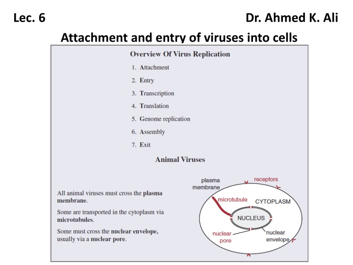 lec 6 dr ahmed k ali attachment and entry n.w