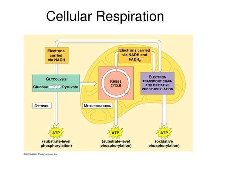 cellular respiration n.w