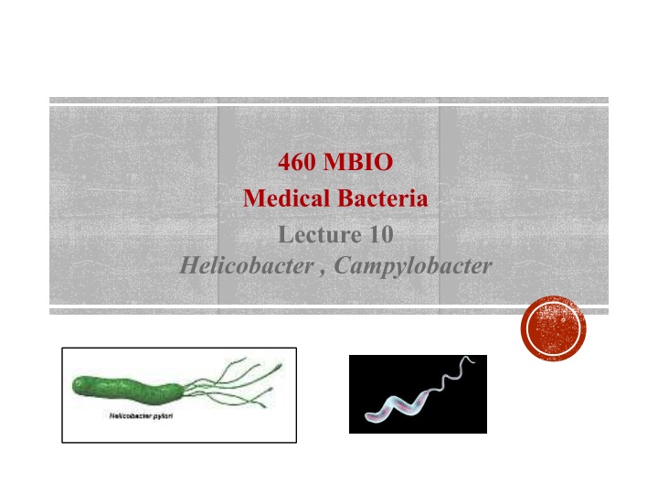 460 mbio medical bacteria lecture 10 helicobacter n.w