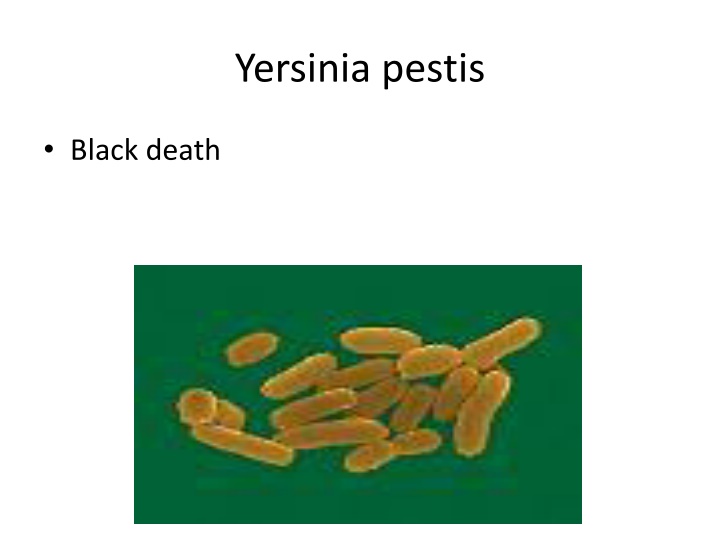 yersinia pestis n.w