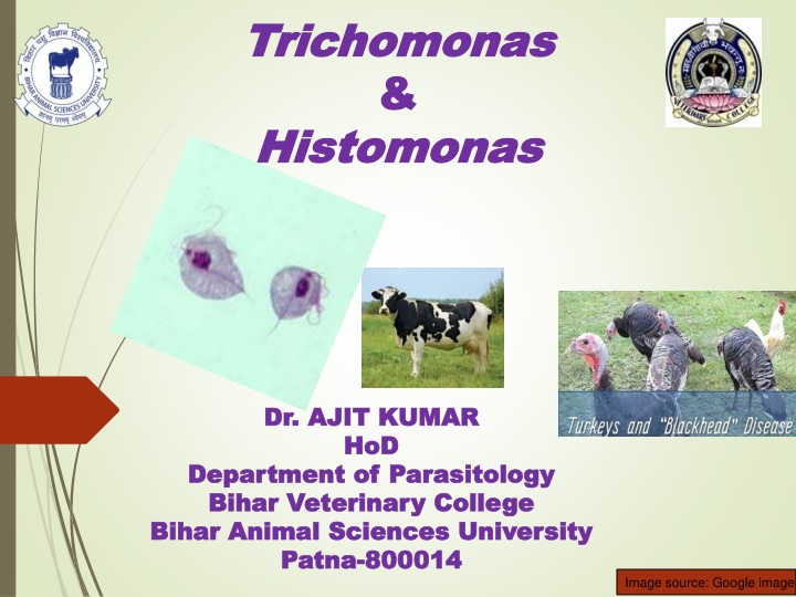 trichomonas trichomonas histomonas histomonas n.w