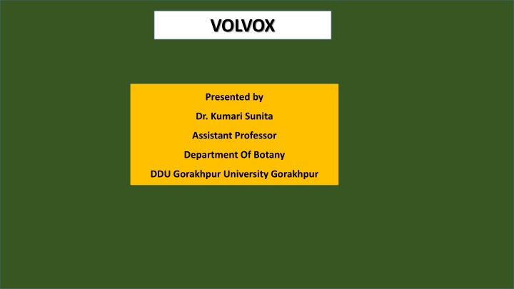 volvox n.w