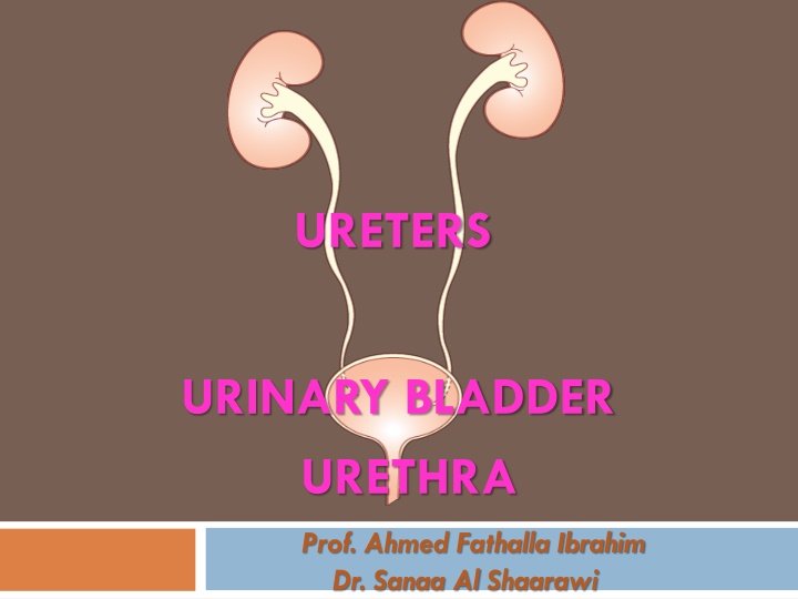 ureters n.w