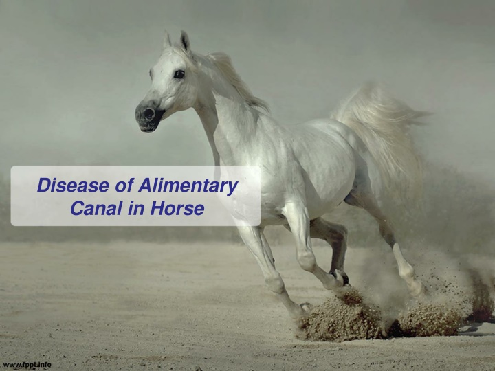 disease of alimentary canal in horse n.w