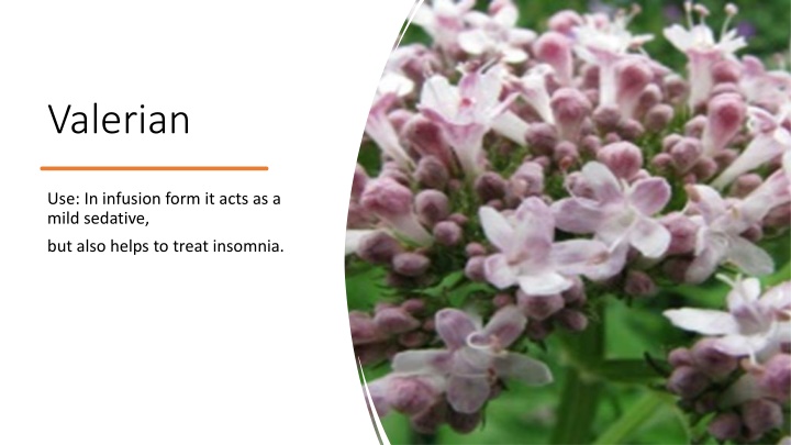 valerian n.w