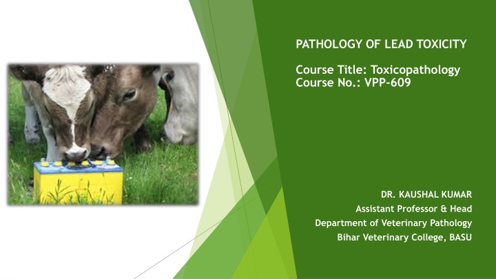 pathology of lead toxicity n.w