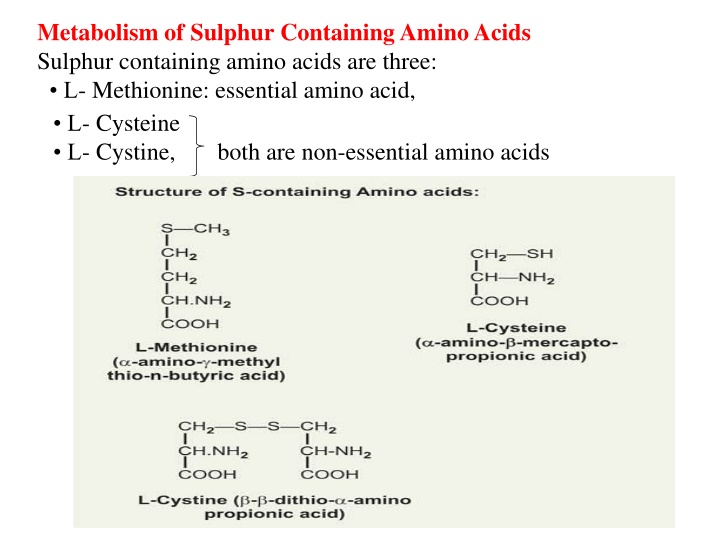 metabolism of sulphur containing amino acids n.w