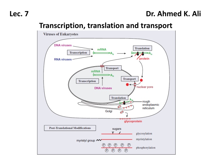 lec 7 dr ahmed k ali transcription translation n.w