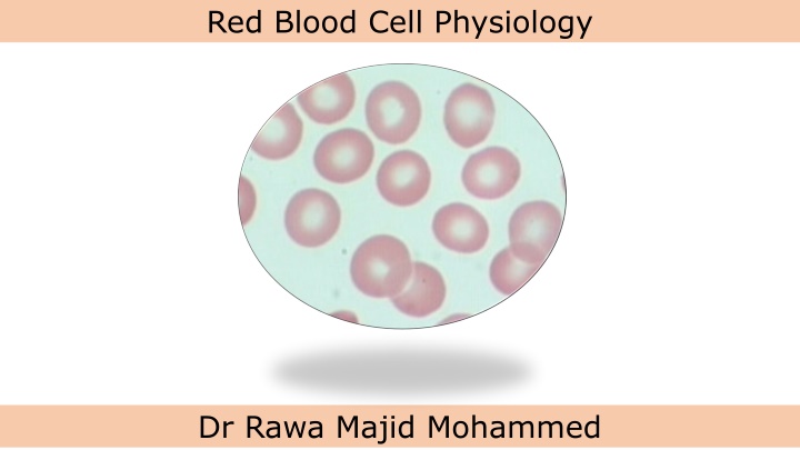 red blood cell physiology n.w