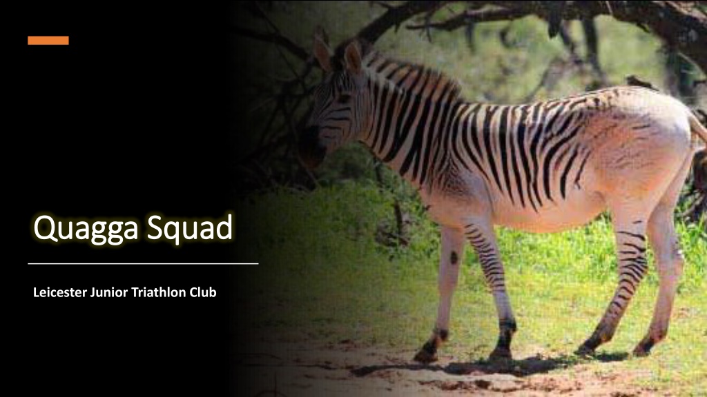 quagga squad quagga squad n.w