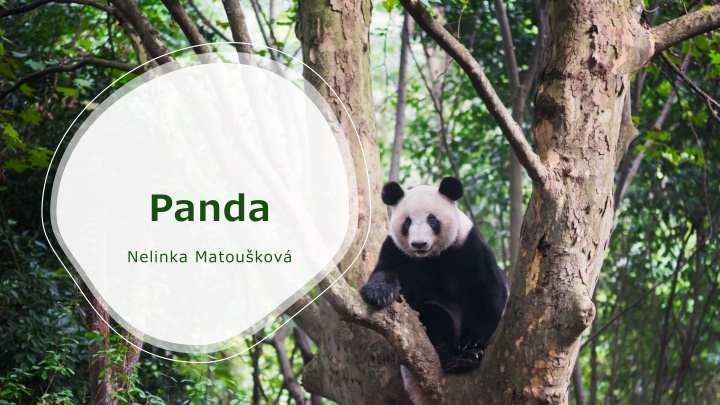 panda n.w