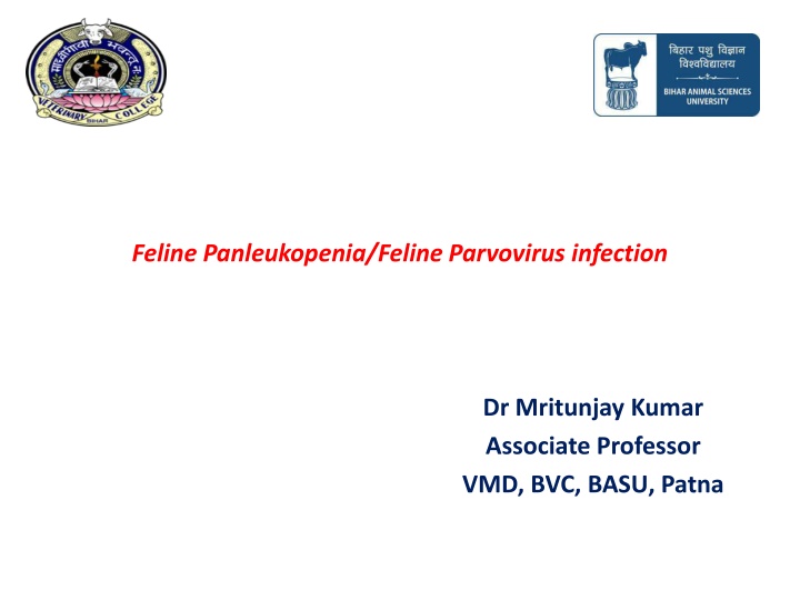 feline panleukopenia feline parvovirus infection n.w
