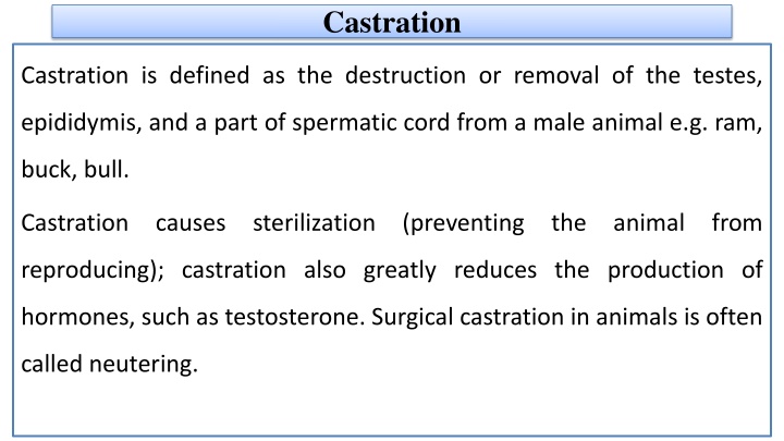 Maintenance of Male Livestock: Castration Procedures Explained