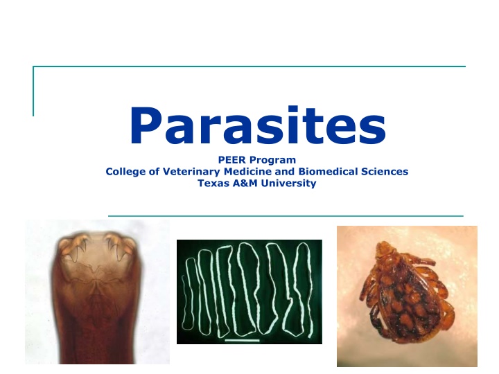 parasites peer program college of veterinary n.w