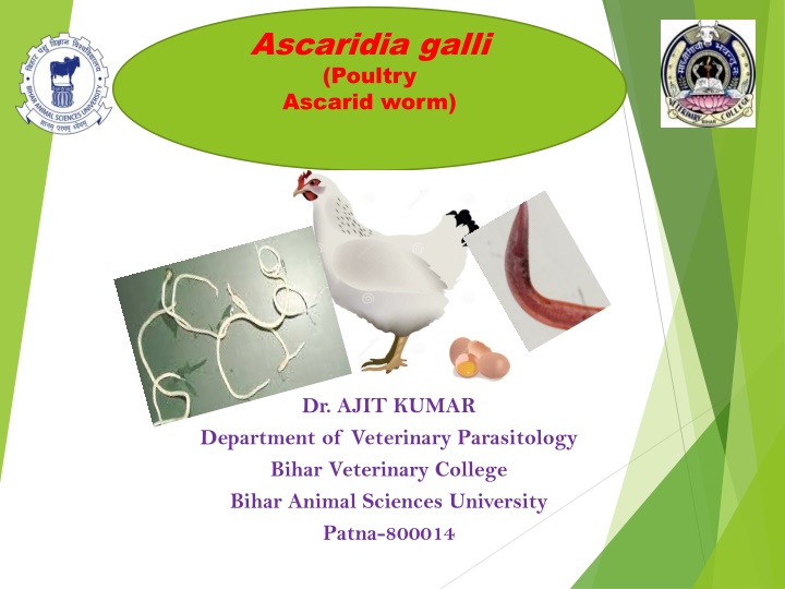 ascaridia galli poultry ascarid worm n.w