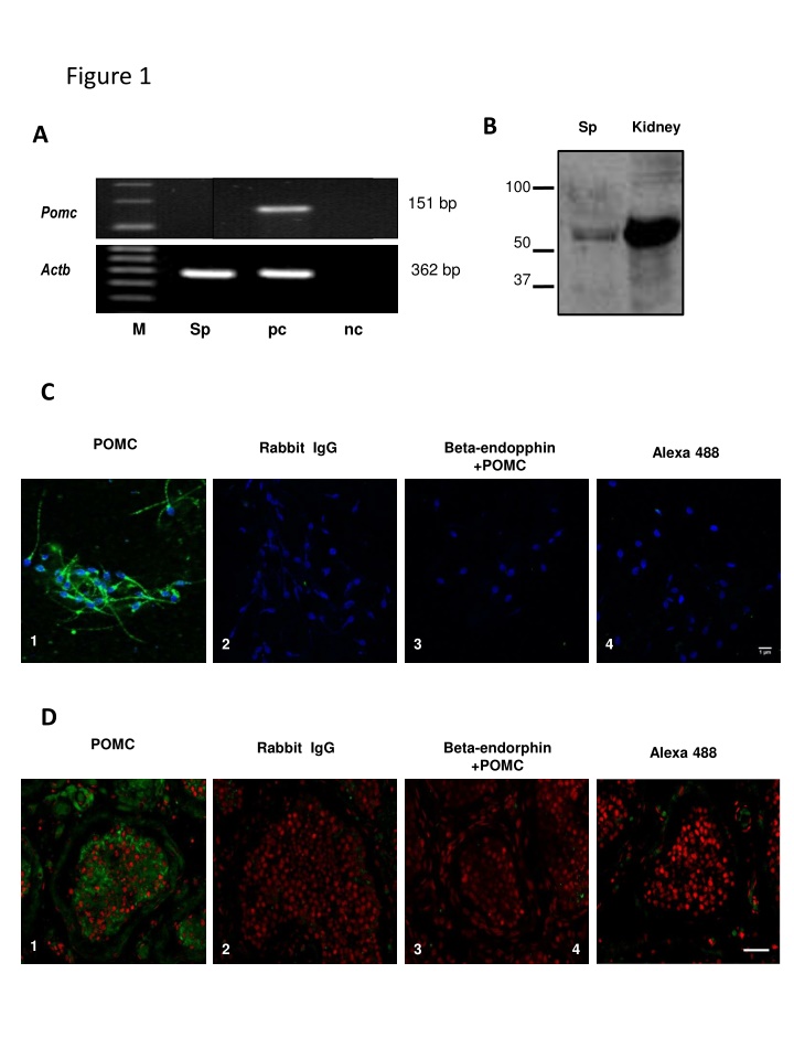 figure 1 n.w