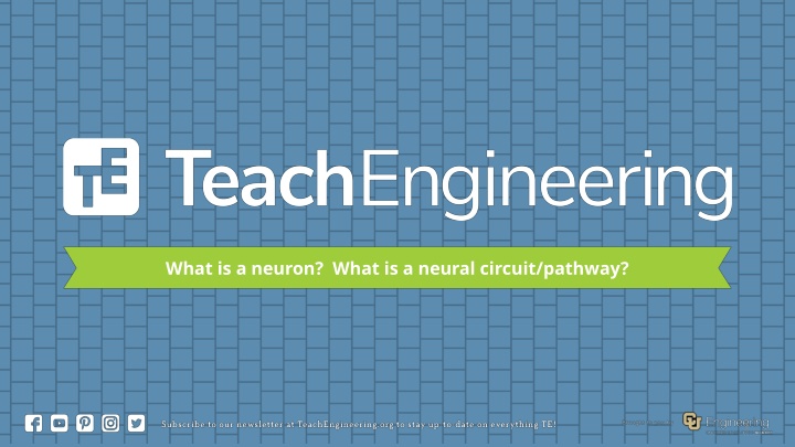 what is a neuron what is a neural circuit pathway n.w