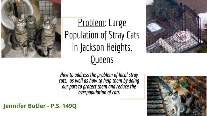 Addressing Stray Cat Overpopulation in Jackson Heights