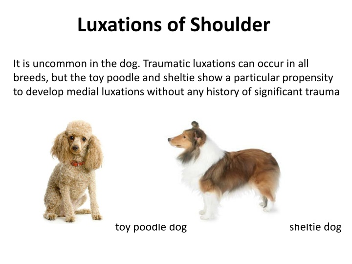 luxations of shoulder n.w