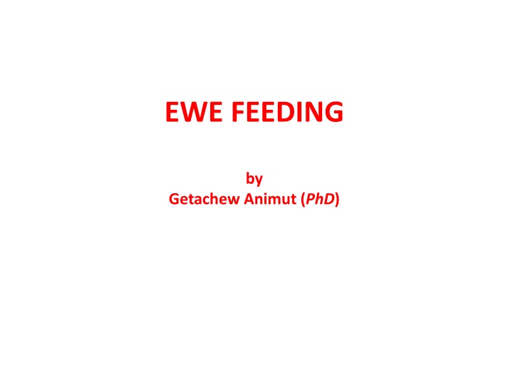 ewe feeding n.w