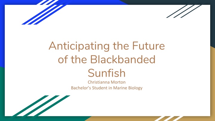 anticipating the future of the blackbanded n.w