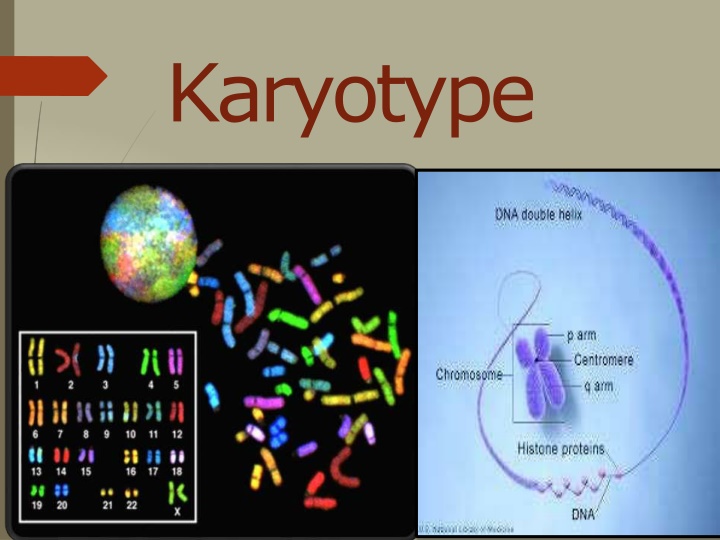 karyotype n.w