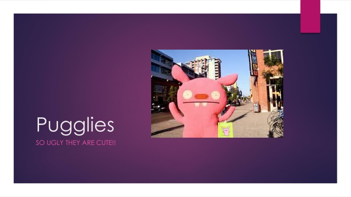pugglies so ugly they are cute n.w