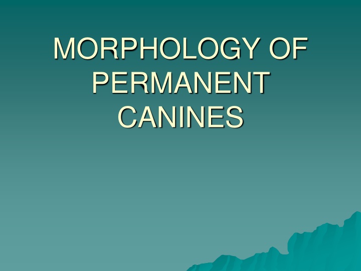 morphology of permanent canines n.w