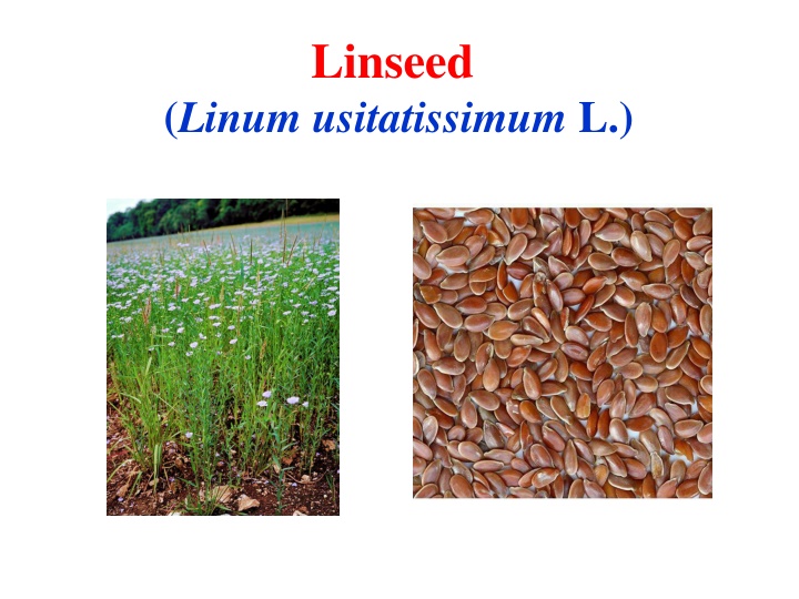 linseed n.w