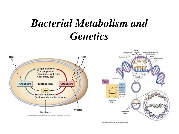 bacterial metabolism and genetics n.w