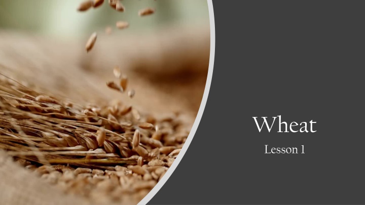 wheat lesson 1 n.w