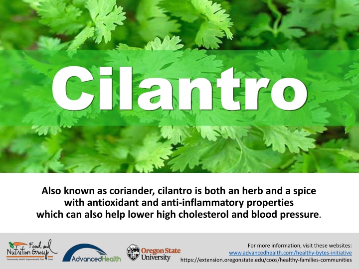 cilantro cilantro n.w
