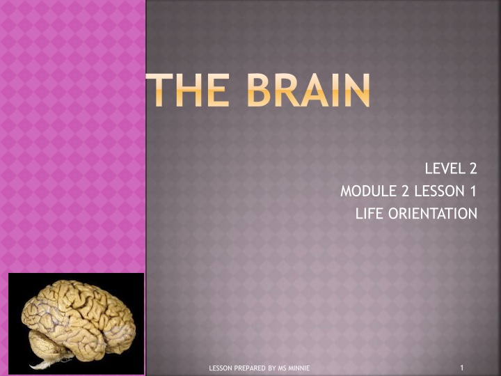 the brain n.w